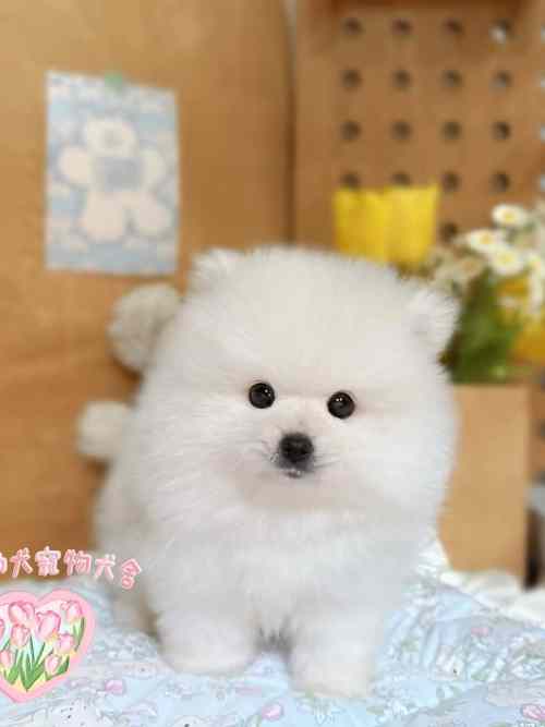 博美犬-樂芙幼犬寵物犬舍