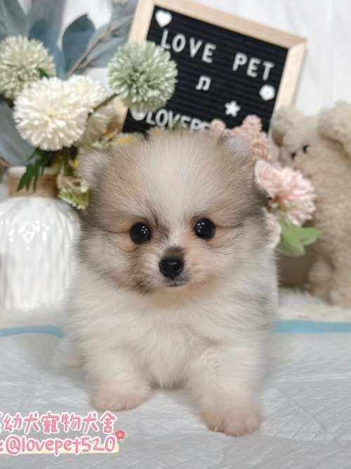 博美犬-樂芙幼犬寵物犬舍 博美犬-樂芙幼犬寵物犬舍