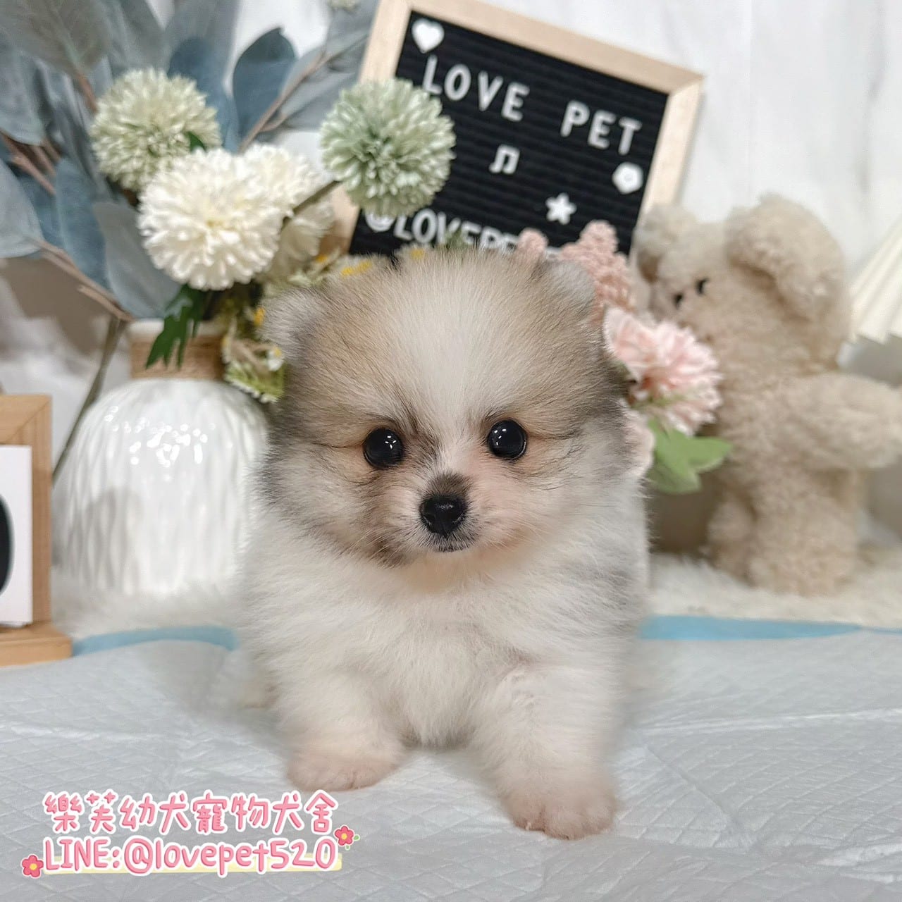博美犬-樂芙幼犬寵物犬舍