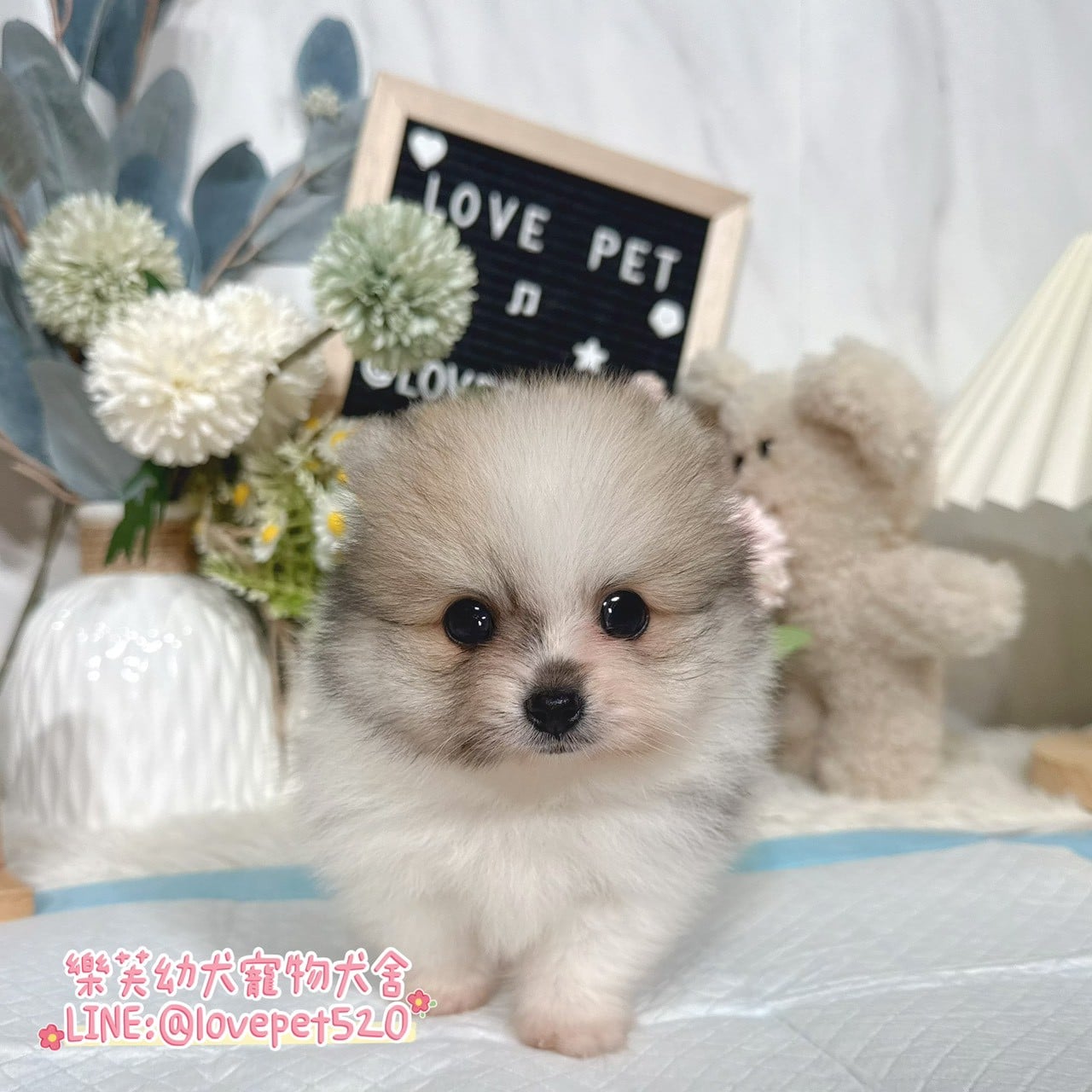 博美犬-樂芙幼犬寵物犬舍