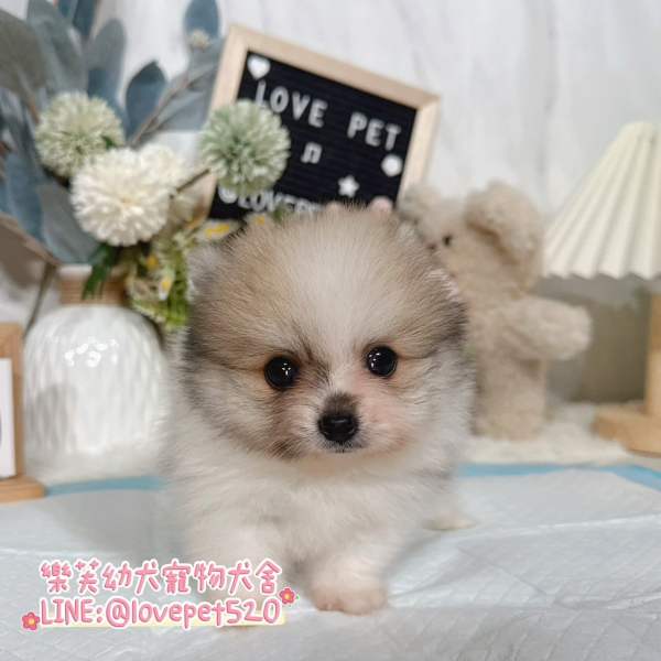 博美犬-樂芙幼犬寵物犬舍-台中犬舍,合法犬舍,犬舍推薦,幼犬買賣,買狗推薦