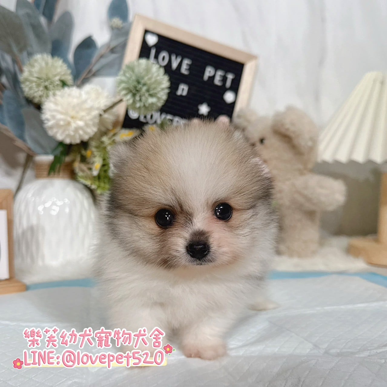 博美犬-樂芙幼犬寵物犬舍