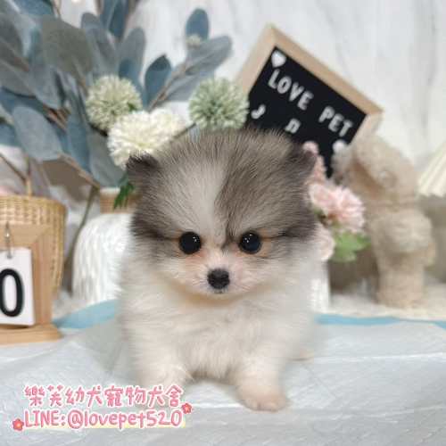 博美犬-樂芙幼犬寵物犬舍-台中犬舍,合法犬舍,犬舍推薦,幼犬買賣,買狗推薦