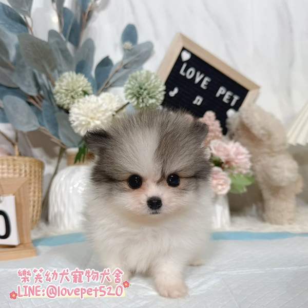 博美犬-樂芙幼犬寵物犬舍-台中犬舍,合法犬舍,犬舍推薦,幼犬買賣,買狗推薦