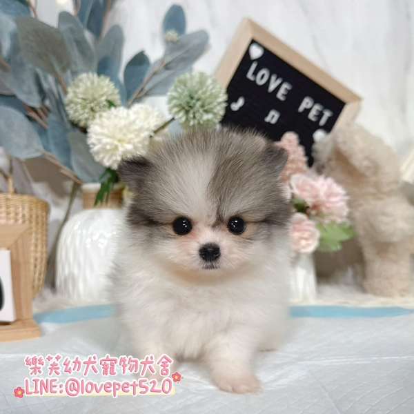 博美犬-樂芙幼犬寵物犬舍-台中犬舍,合法犬舍,犬舍推薦,幼犬買賣,買狗推薦