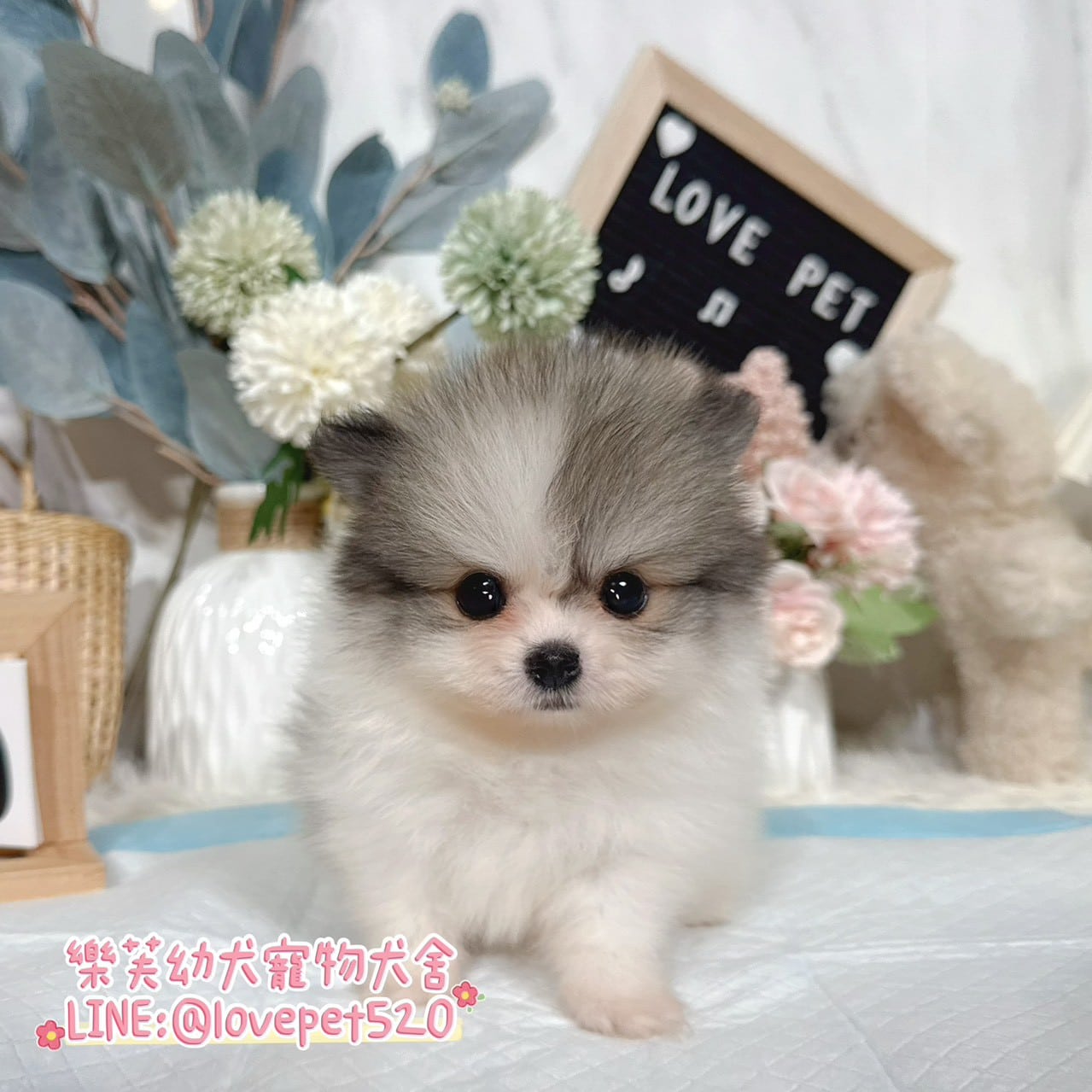 博美犬-樂芙幼犬寵物犬舍
