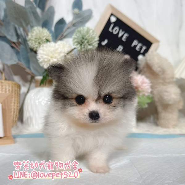 博美犬-樂芙幼犬寵物犬舍-台中犬舍,合法犬舍,犬舍推薦,幼犬買賣,買狗推薦