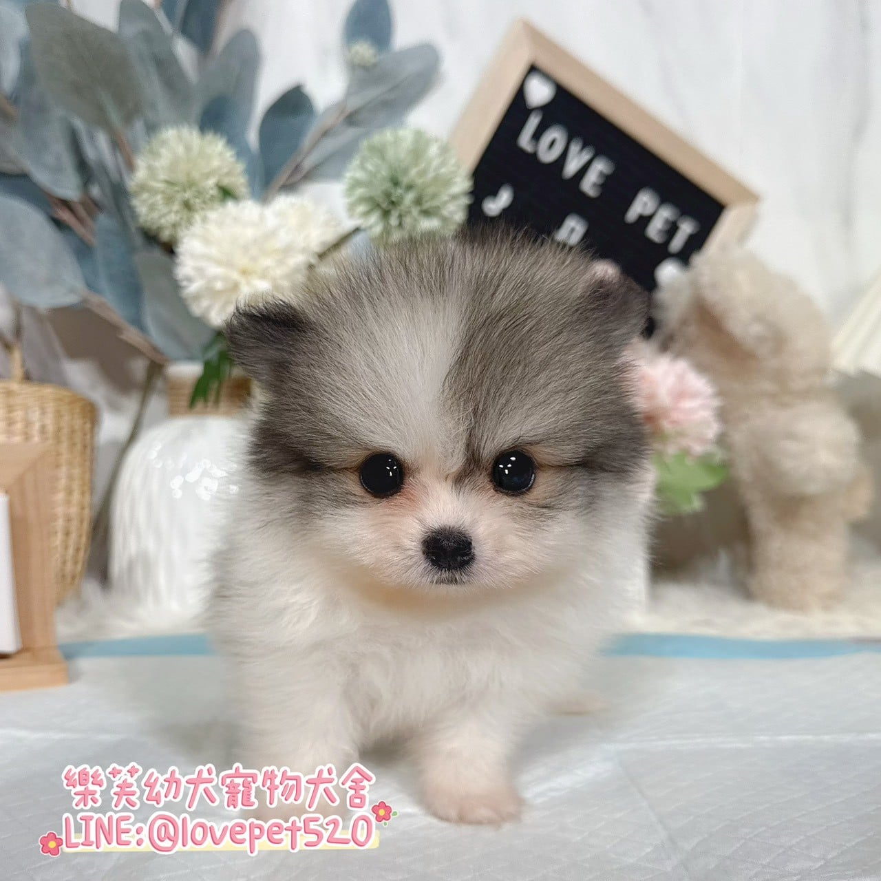 博美犬-樂芙幼犬寵物犬舍