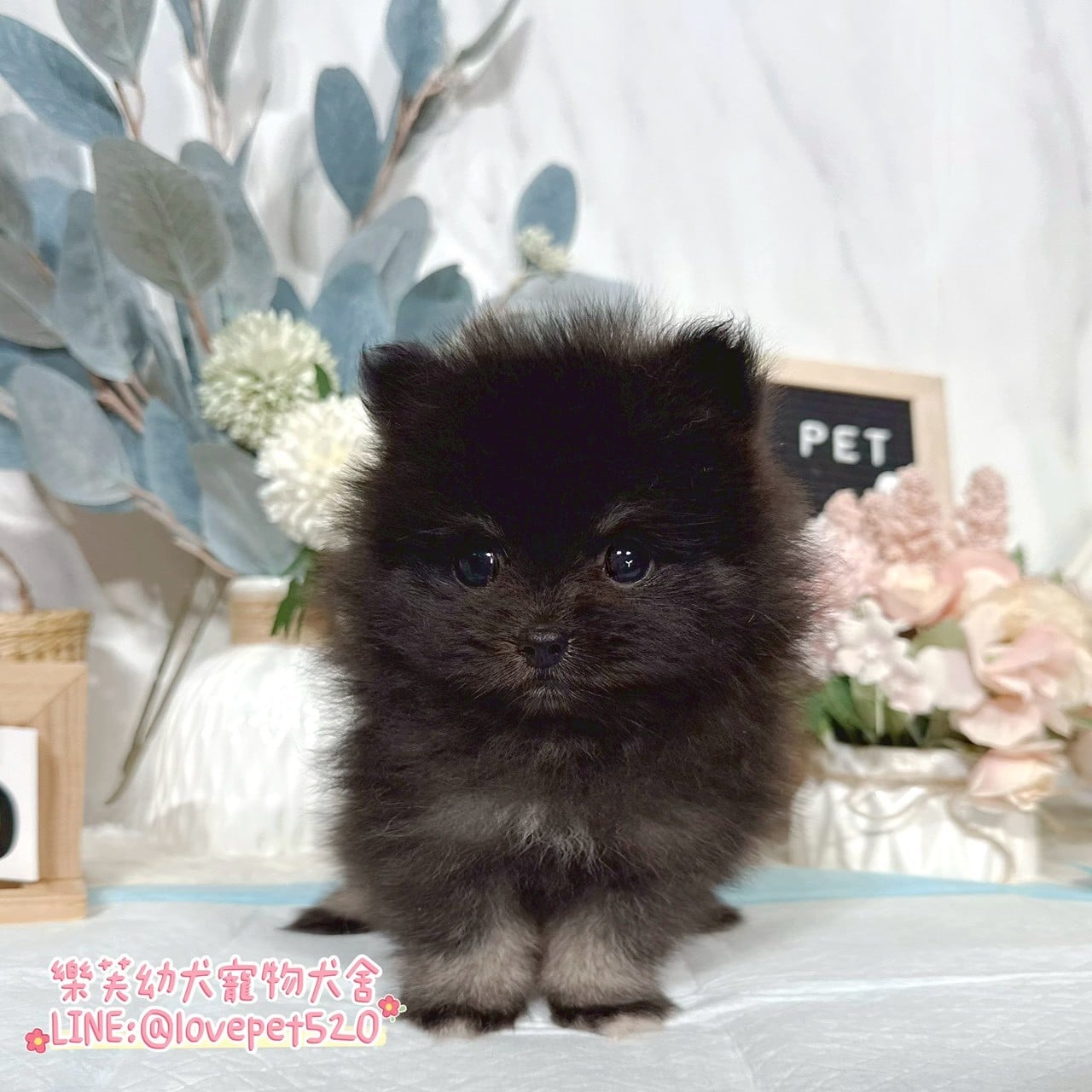 博美犬-樂芙幼犬寵物犬舍