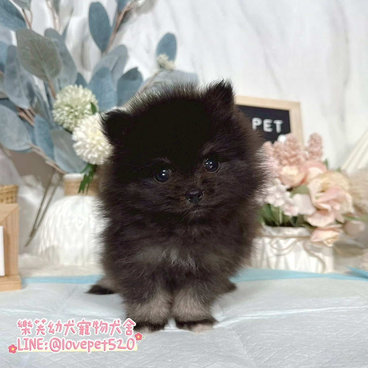 博美犬-樂芙幼犬寵物犬舍