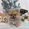 博美犬-樂芙幼犬寵物犬舍