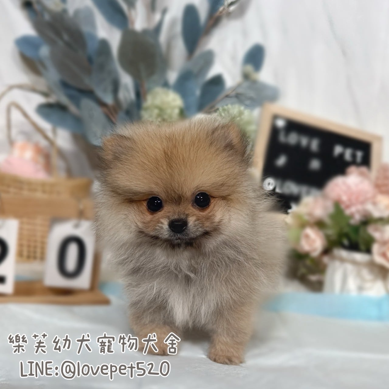 博美犬-樂芙幼犬寵物犬舍