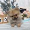 博美犬-樂芙幼犬寵物犬舍
