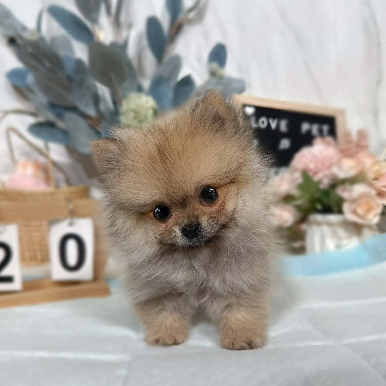 博美犬-樂芙幼犬寵物犬舍