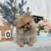 博美犬-樂芙幼犬寵物犬舍