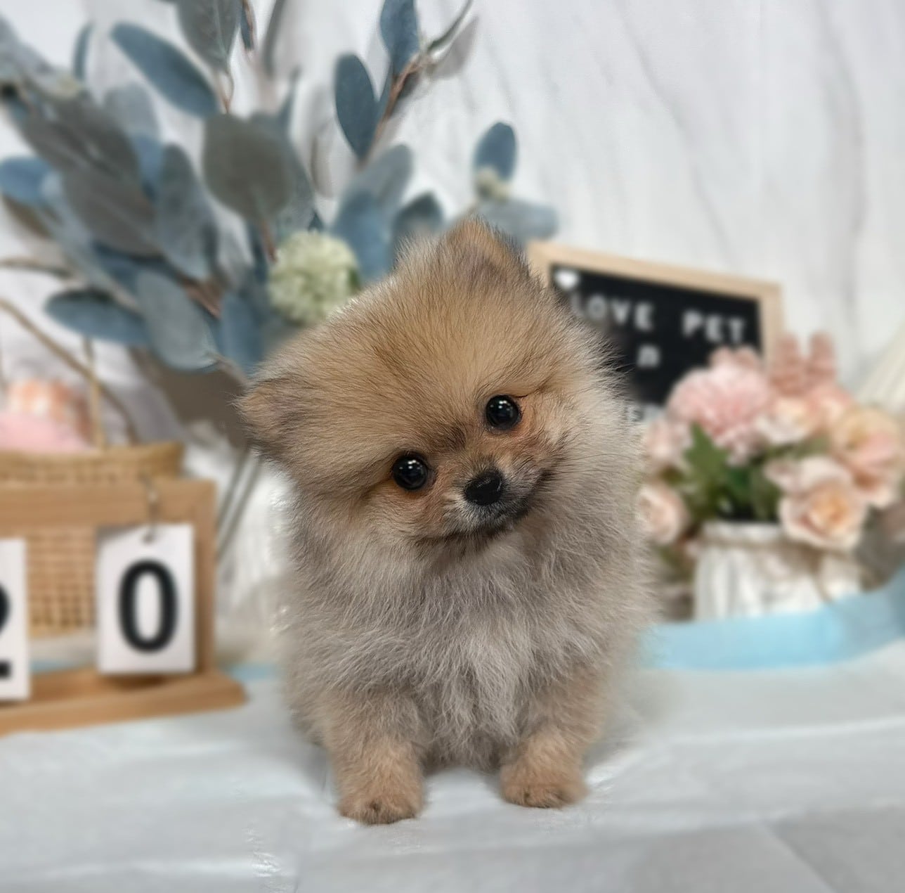 博美犬-樂芙幼犬寵物犬舍