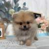 博美犬-樂芙幼犬寵物犬舍
