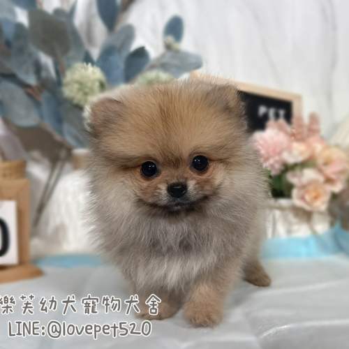 博美犬-樂芙幼犬寵物犬舍-台中犬舍,合法犬舍,犬舍推薦,幼犬買賣,買狗推薦