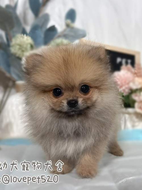 博美犬-樂芙幼犬寵物犬舍 博美犬-樂芙幼犬寵物犬舍