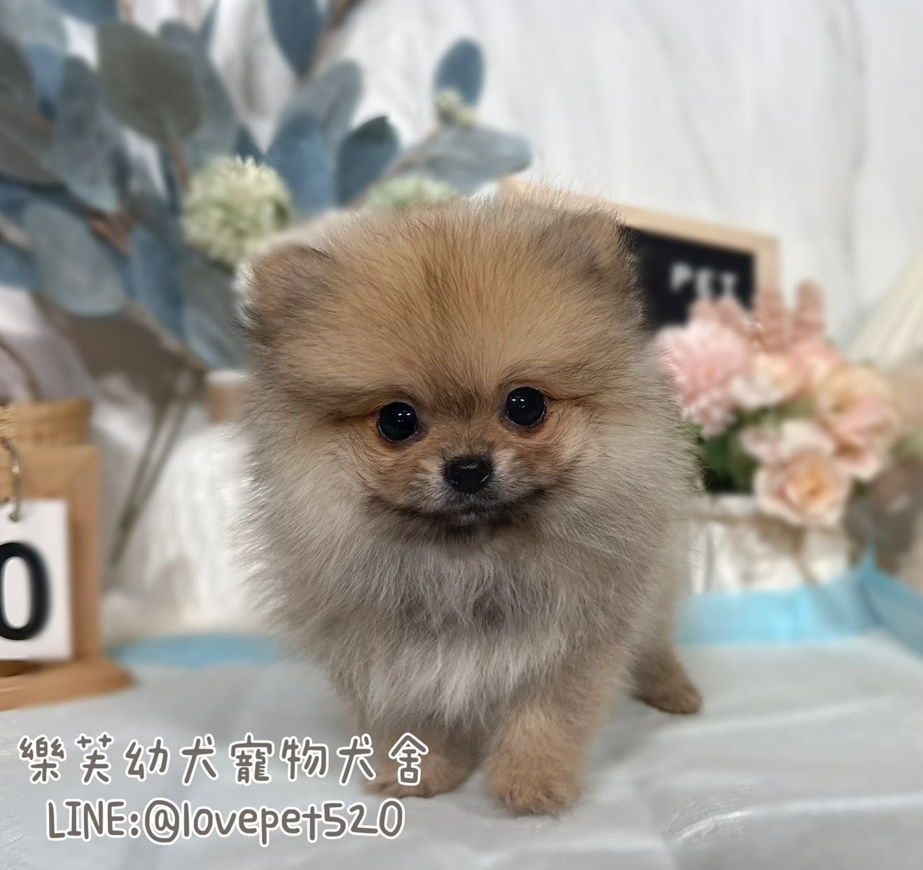 博美犬-樂芙幼犬寵物犬舍