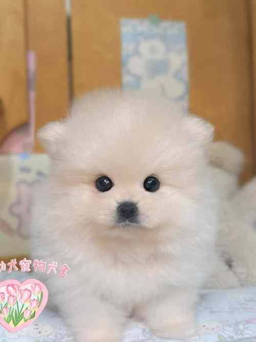 博美犬-樂芙幼犬寵物犬舍