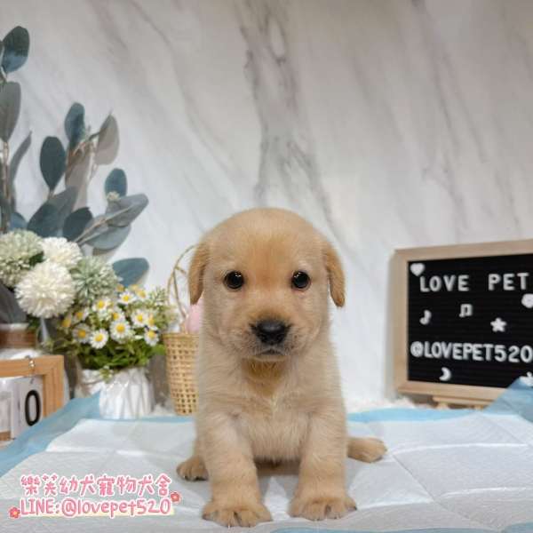 拉布拉多幼犬實拍照片|合法犬舍 拉布拉多幼犬實拍照片|合法犬舍