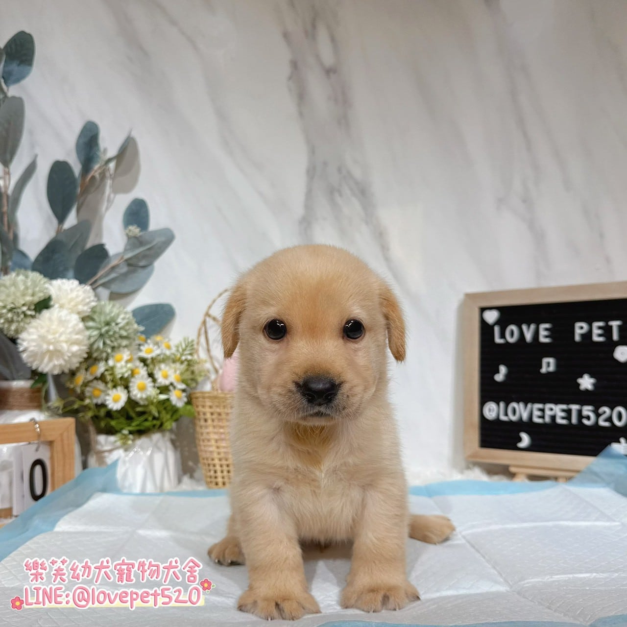 拉布拉多-樂芙幼犬寵物犬舍