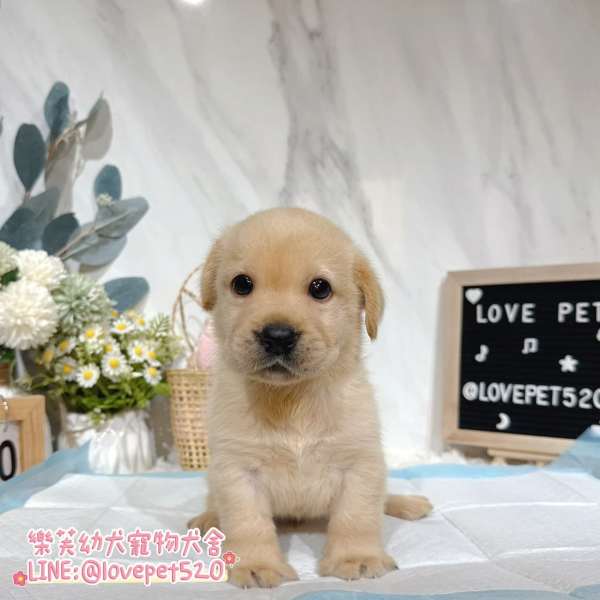 拉布拉多幼犬實拍照片|合法犬舍 拉布拉多幼犬實拍照片|合法犬舍