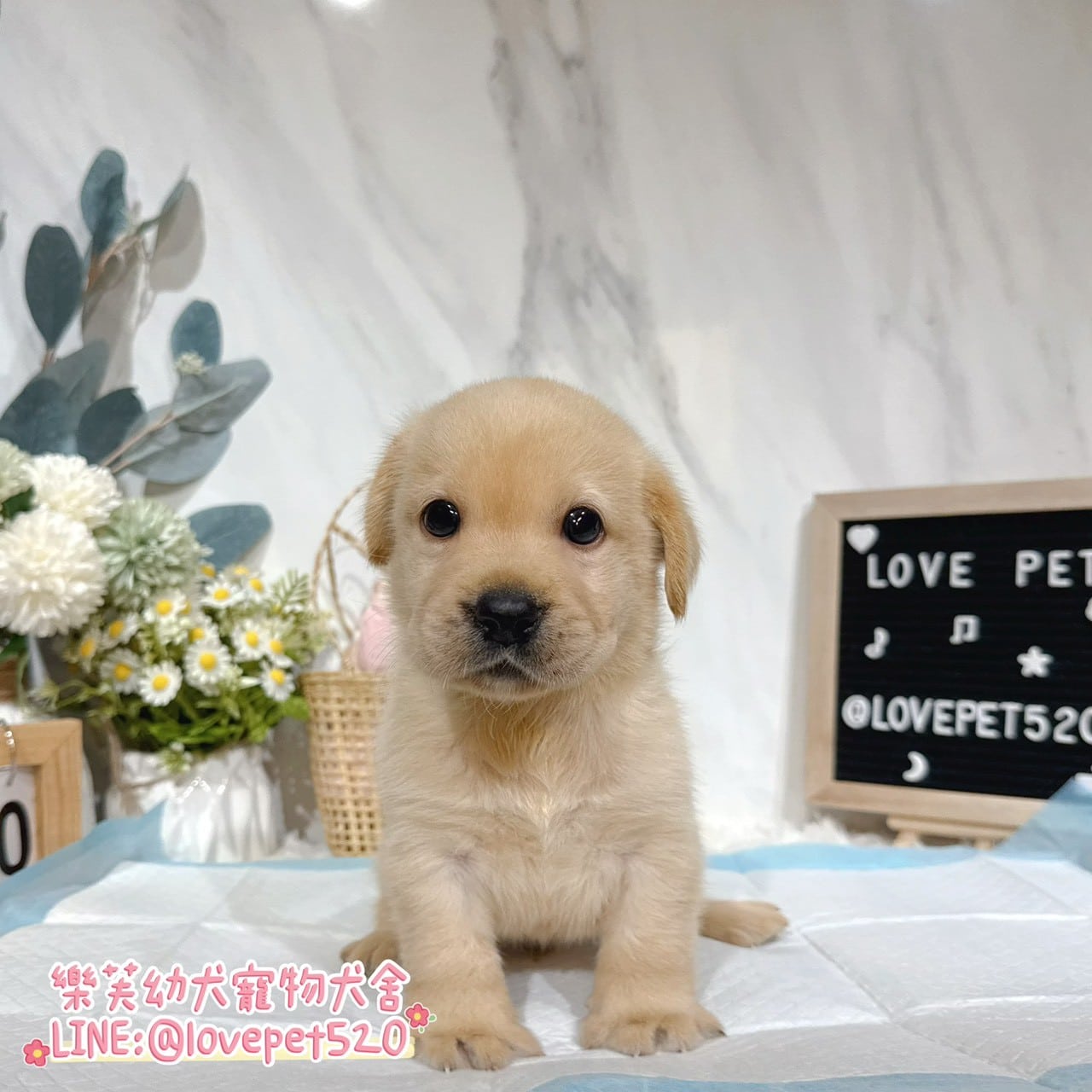 拉布拉多-樂芙幼犬寵物犬舍