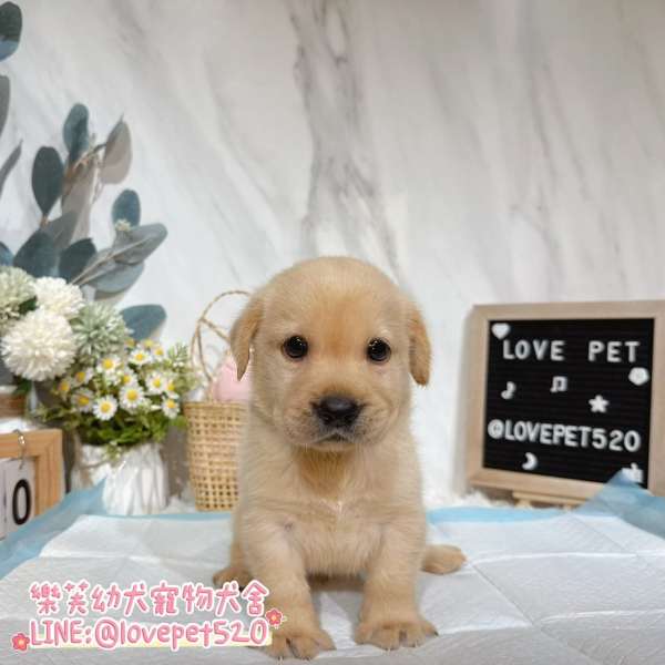 拉布拉多幼犬實拍照片|合法犬舍 拉布拉多幼犬實拍照片|合法犬舍