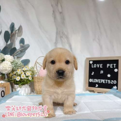 樂芙犬舍拉布拉多幼犬｜合法犬舍照護