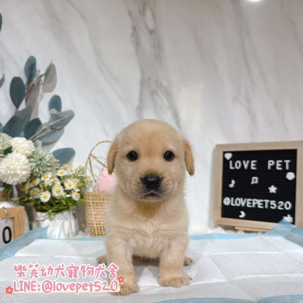 樂芙犬舍拉布拉多幼犬|合法犬舍照護 樂芙犬舍拉布拉多幼犬|合法犬舍照護