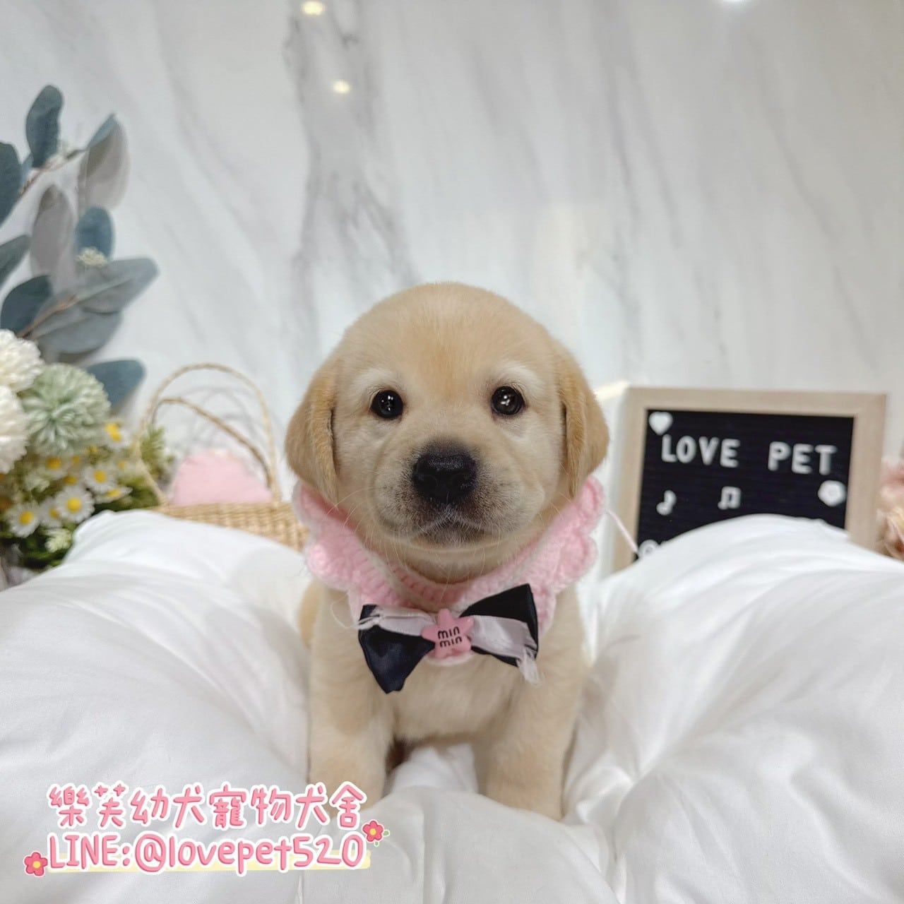 拉布拉多-樂芙幼犬寵物犬舍