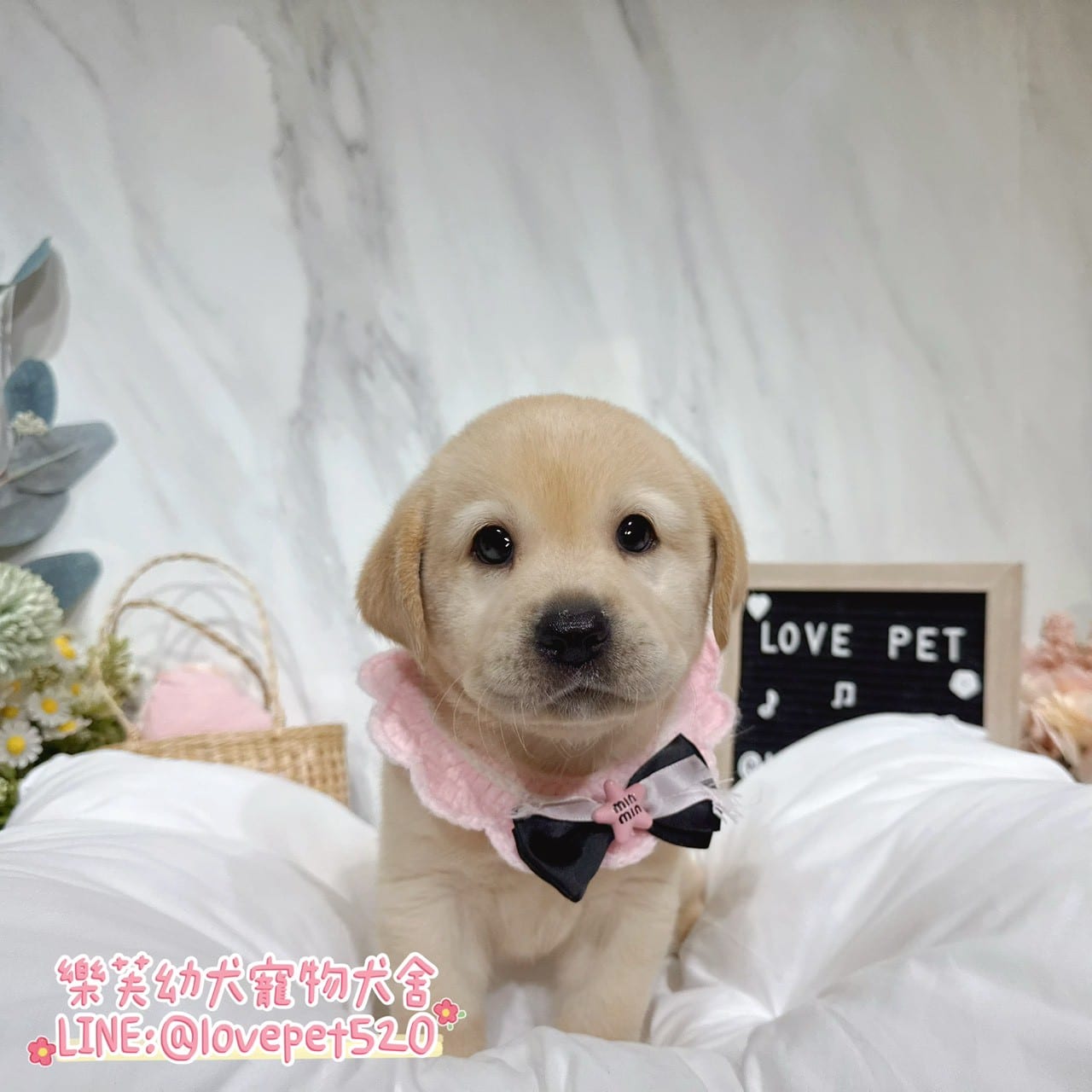 拉布拉多-樂芙幼犬寵物犬舍