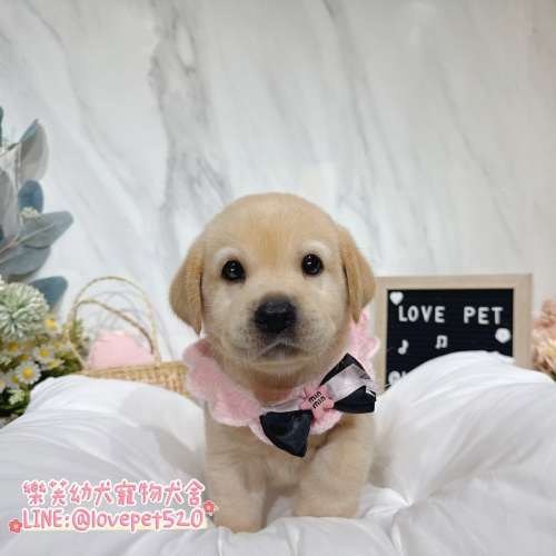 樂芙犬舍拉布拉多幼犬｜合法犬舍照護