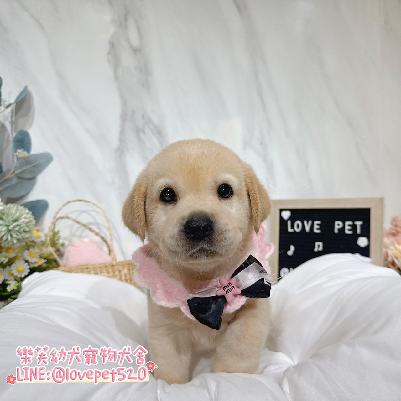 拉布拉多-樂芙幼犬寵物犬舍