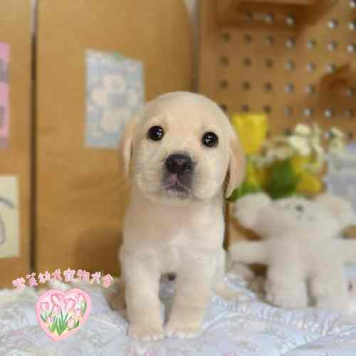 樂芙犬舍拉布拉多幼犬｜合法犬舍照護
