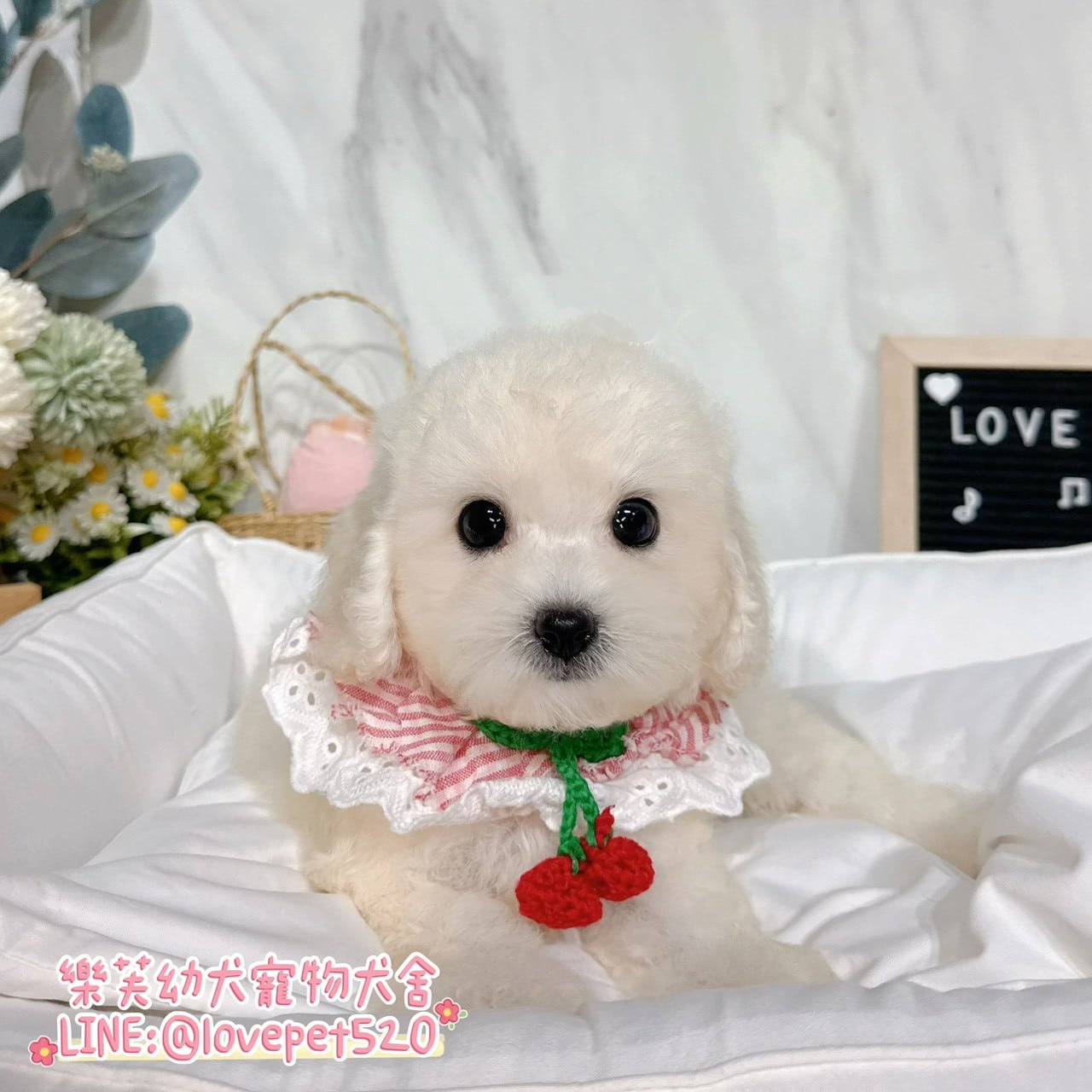比熊犬-樂芙幼犬寵物犬舍-台中犬舍,合法犬舍,犬舍推薦,推薦犬舍,買狗推薦,專業犬舍,優良犬舍