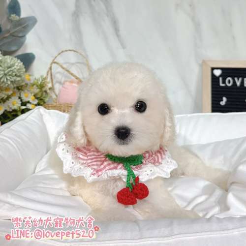 樂芙犬舍比熊幼犬｜合法犬舍照護