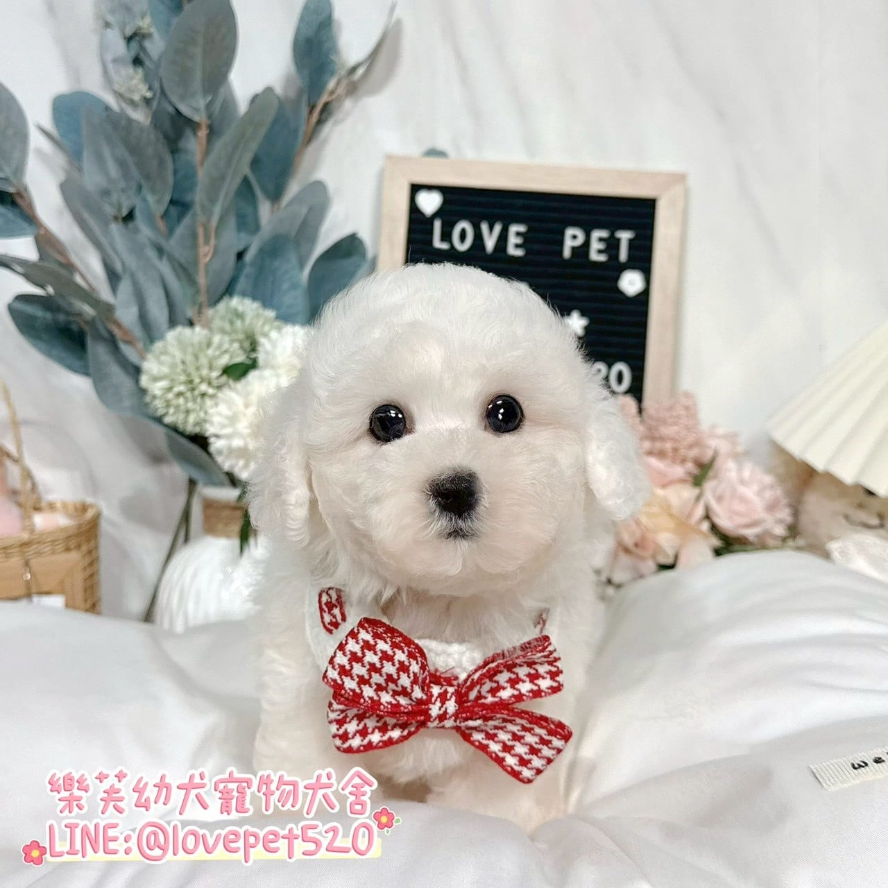比熊犬-樂芙幼犬寵物犬舍-台中犬舍,合法犬舍,犬舍推薦,推薦犬舍,買狗推薦,專業犬舍,優良犬舍