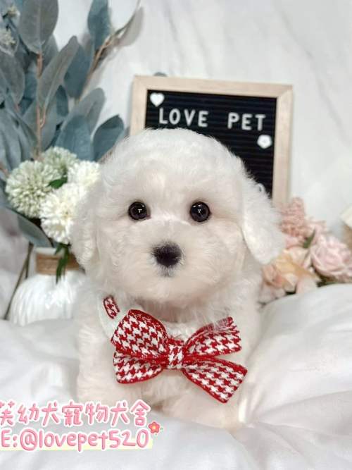 比熊犬-樂芙幼犬寵物犬舍-台中犬舍,合法犬舍,犬舍推薦,推薦犬舍,買狗推薦,專業犬舍,優良犬舍
