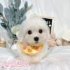 比熊犬-樂芙幼犬寵物犬舍-台中犬舍,合法犬舍,犬舍推薦,推薦犬舍,買狗推薦,專業犬舍,優良犬舍