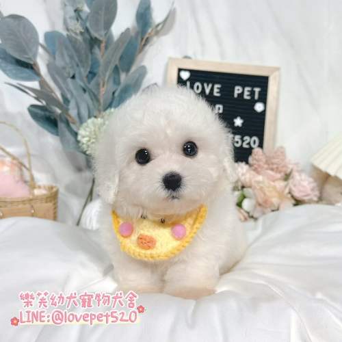 樂芙犬舍比熊幼犬｜合法犬舍照護