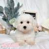 比熊犬-樂芙幼犬寵物犬舍-台中犬舍,合法犬舍,犬舍推薦,推薦犬舍,買狗推薦,專業犬舍,優良犬舍