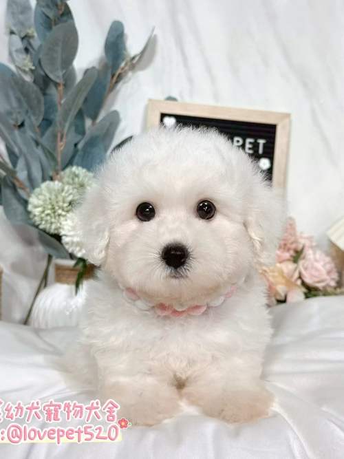 比熊犬-樂芙幼犬寵物犬舍-台中犬舍,合法犬舍,犬舍推薦,推薦犬舍,買狗推薦,專業犬舍,優良犬舍