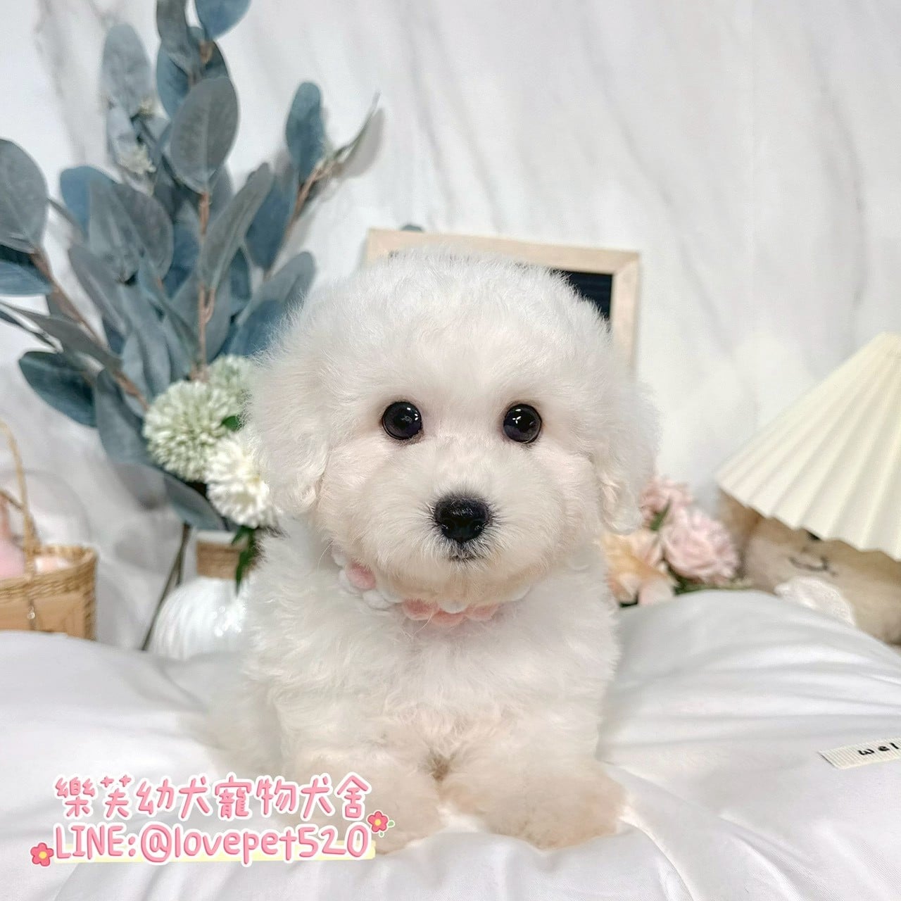 比熊犬-樂芙幼犬寵物犬舍-台中犬舍,合法犬舍,犬舍推薦,推薦犬舍,買狗推薦,專業犬舍,優良犬舍