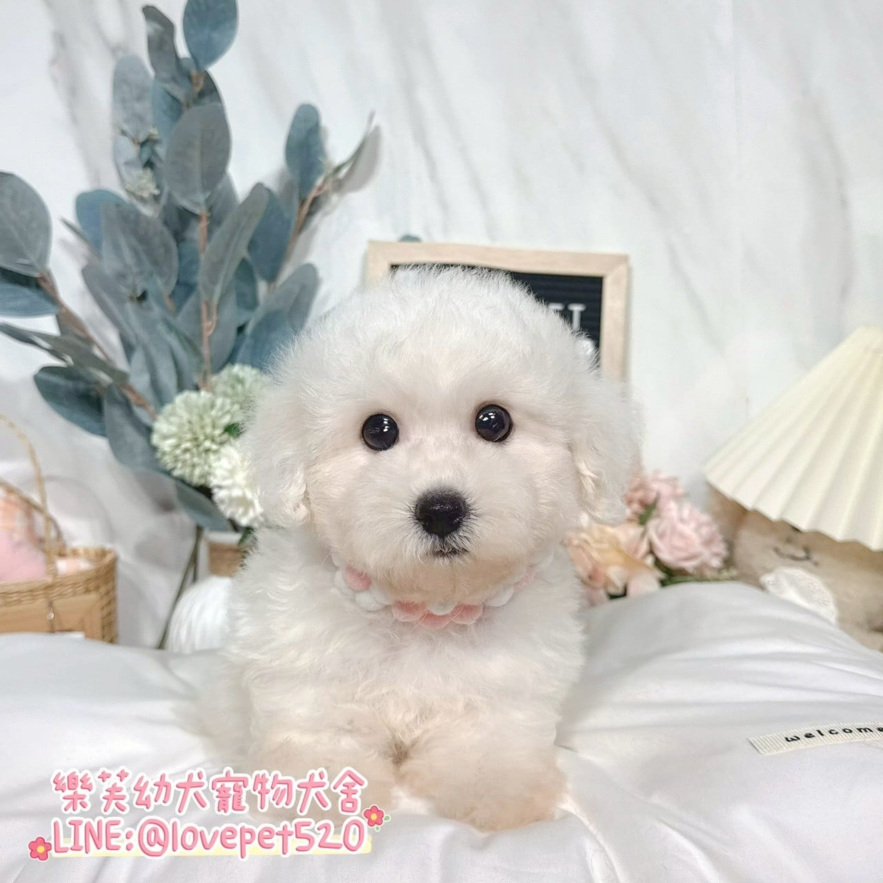 比熊犬-樂芙幼犬寵物犬舍-台中犬舍,合法犬舍,犬舍推薦,推薦犬舍,買狗推薦,專業犬舍,優良犬舍