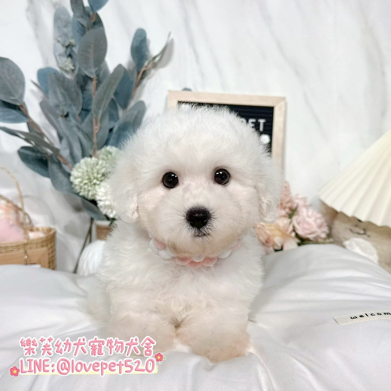 比熊犬-樂芙幼犬寵物犬舍-台中犬舍,合法犬舍,犬舍推薦,推薦犬舍,買狗推薦,專業犬舍,優良犬舍