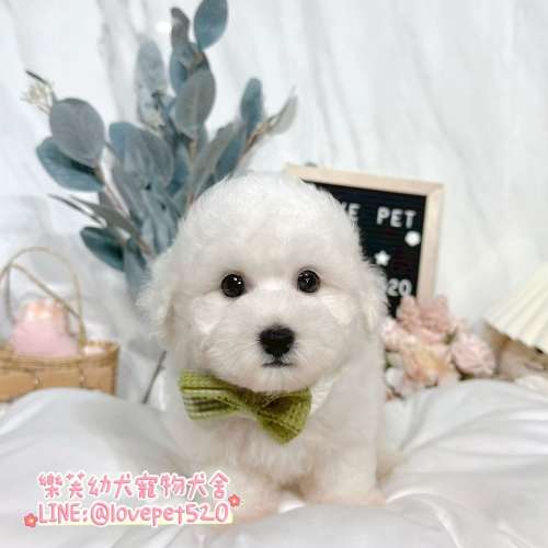 樂芙犬舍比熊幼犬｜合法犬舍照護