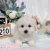 比熊犬-樂芙幼犬寵物犬舍-台中犬舍,合法犬舍,犬舍推薦,推薦犬舍,買狗推薦,專業犬舍,優良犬舍 比熊犬-樂芙幼犬寵物犬舍-台中犬舍,合法犬舍,犬舍推薦,推薦犬舍,買狗推薦,專業犬舍,優良犬舍